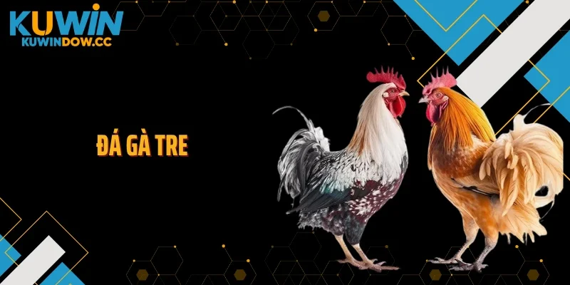 Đá Gà Tre KUWIN Gây Sốt Nhờ Nhịp Trận Cực Nhanh