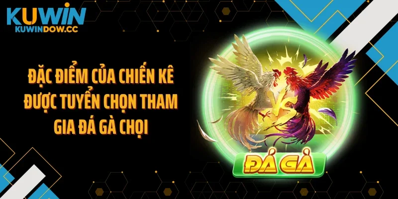 Đặc điểm của chiến kê được tuyển chọn tham gia đá gà chọi